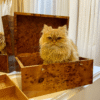 Wood Jewelry box